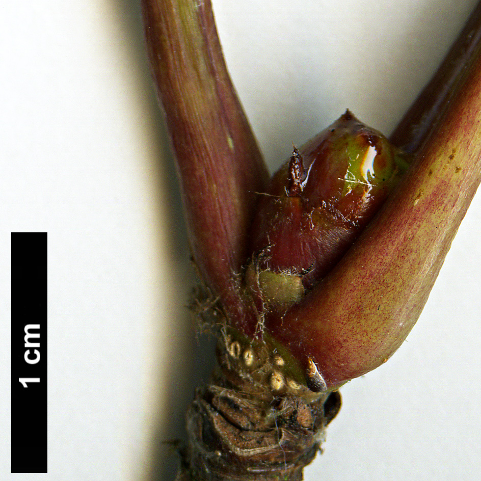 High resolution image: Family: Rosaceae - Genus: Sorbus - Taxon: wilsoniana